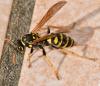 Polistes dominula